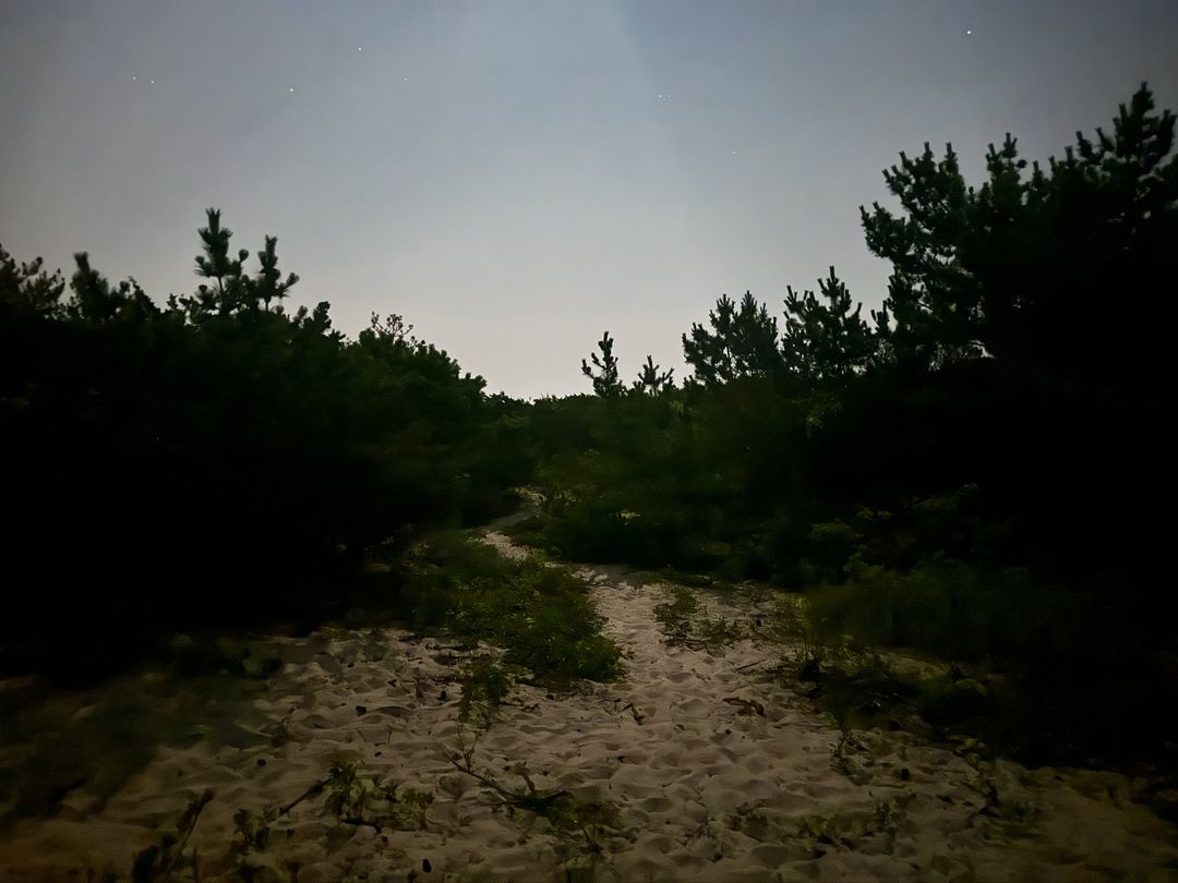 Sandy path winds through dark woods under a night sky with a few visible stars, creating a tranquil and mysterious scene.