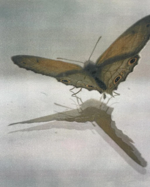 Digital art of a brown butterfly with detailed wings reflected on a light grey surface in a modern, minimalist, nature-focused style.