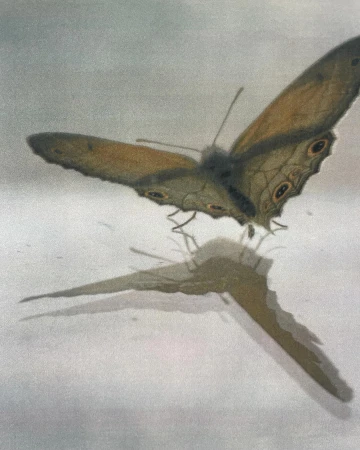 Digital art of a brown butterfly with detailed wings reflected on a light grey surface in a modern, minimalist, nature-focused style.