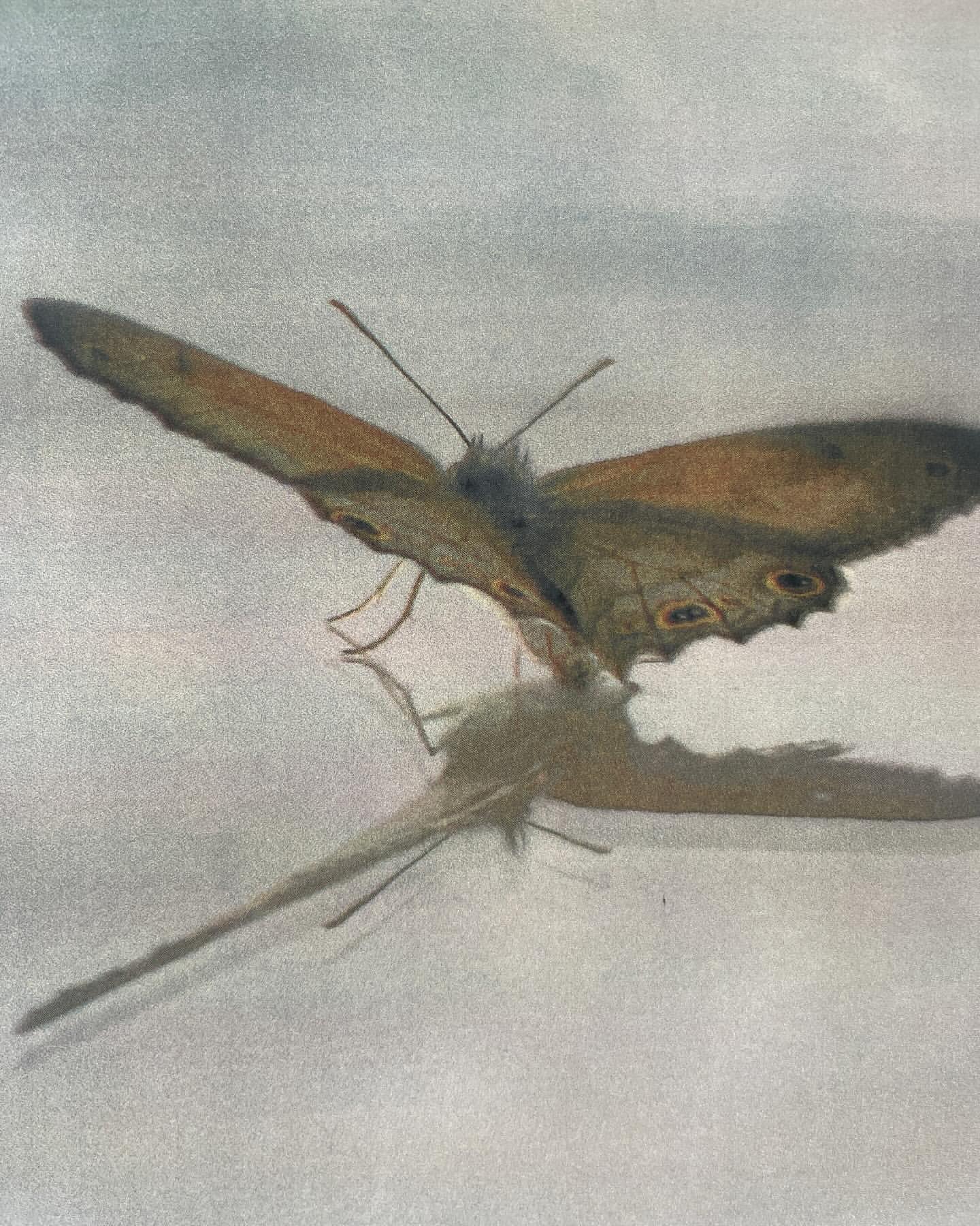 Close-up of a brown butterfly with a detailed wing pattern, with a reflection underneath, set against a neutral background.