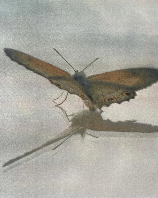 Close-up of a brown butterfly with a detailed wing pattern, with a reflection underneath, set against a neutral background.