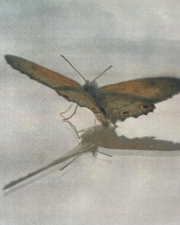 Close-up of a brown butterfly with a detailed wing pattern, with a reflection underneath, set against a neutral background.