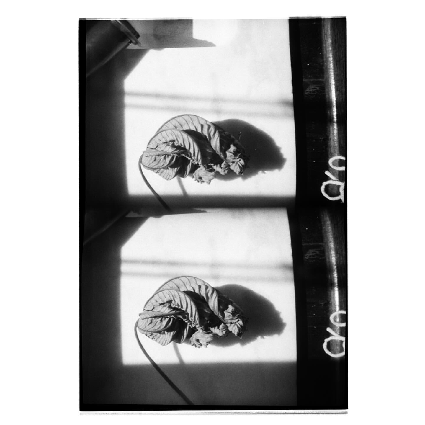 Monochrome image of two wilted leaves on a white surface, capturing shadows and textures with film borders and frame edges.