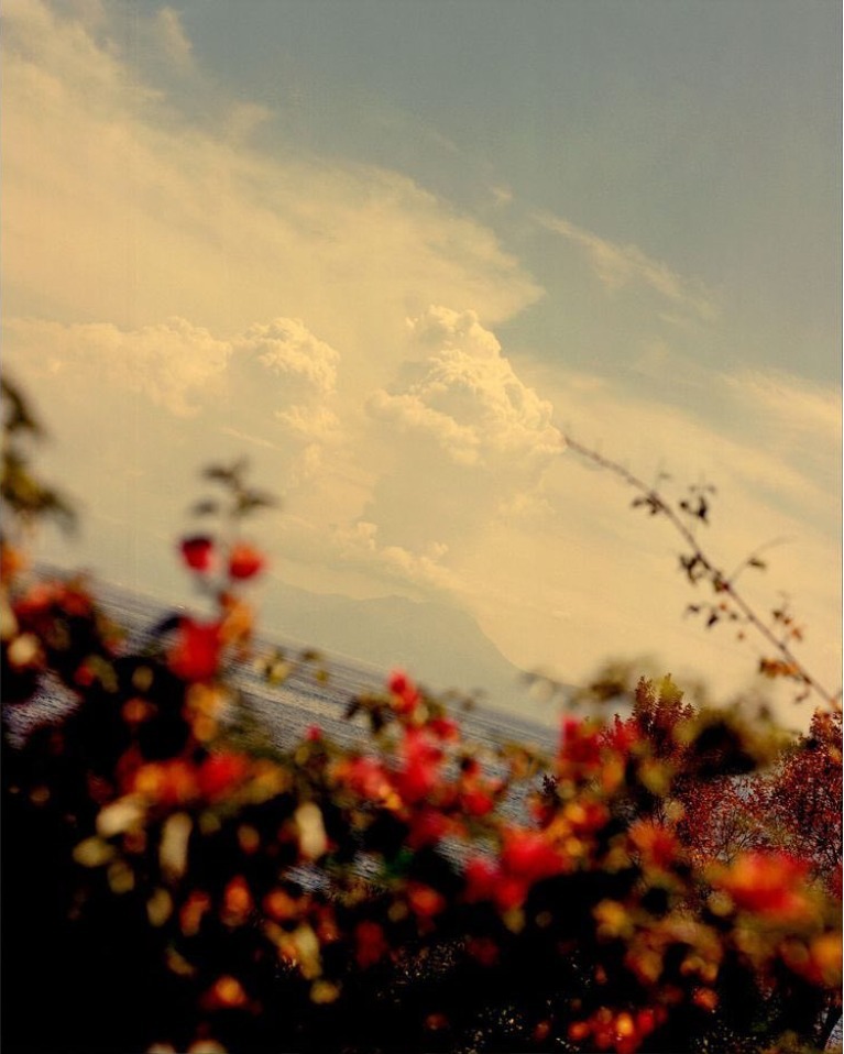 Scenic landscape featuring a blurred foreground of red flowering plants, the calm blue water, and the blue sky with soft, fluffy clouds.