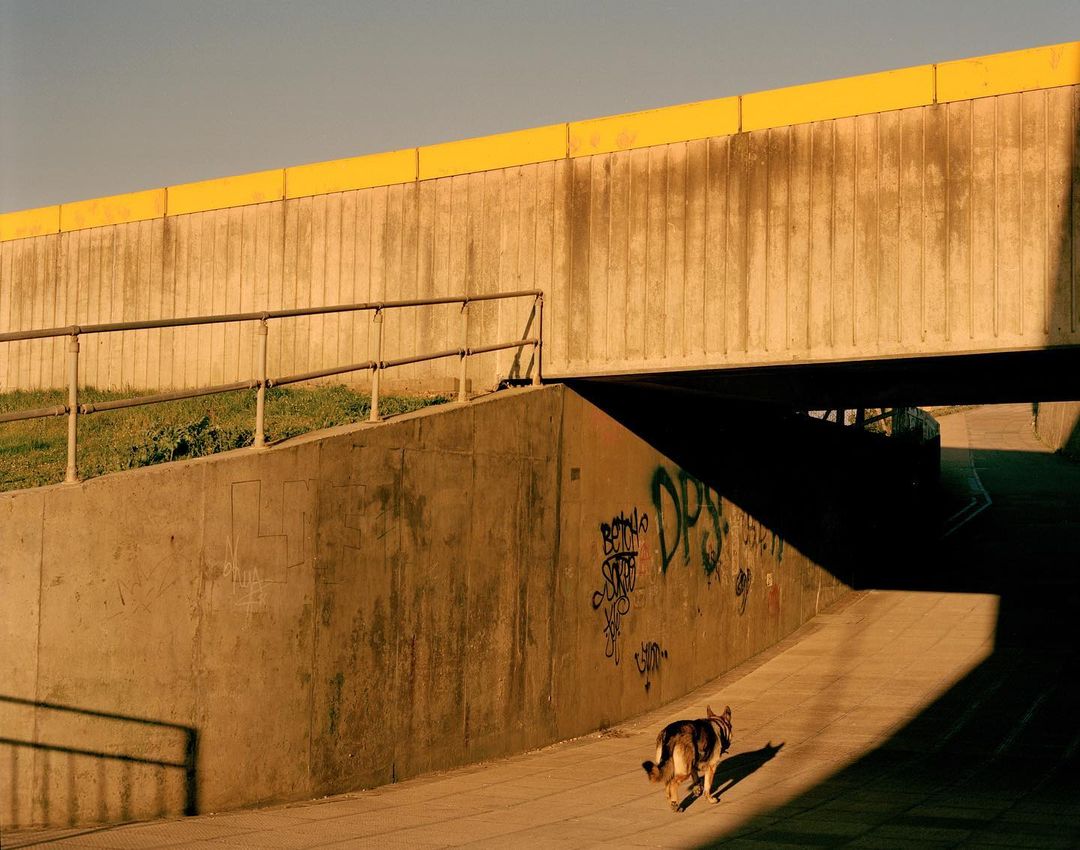 A dog walks on a sidewalk under a concrete overpass with a bright yellow safety rail, capturing urban scenery with strong shadows.