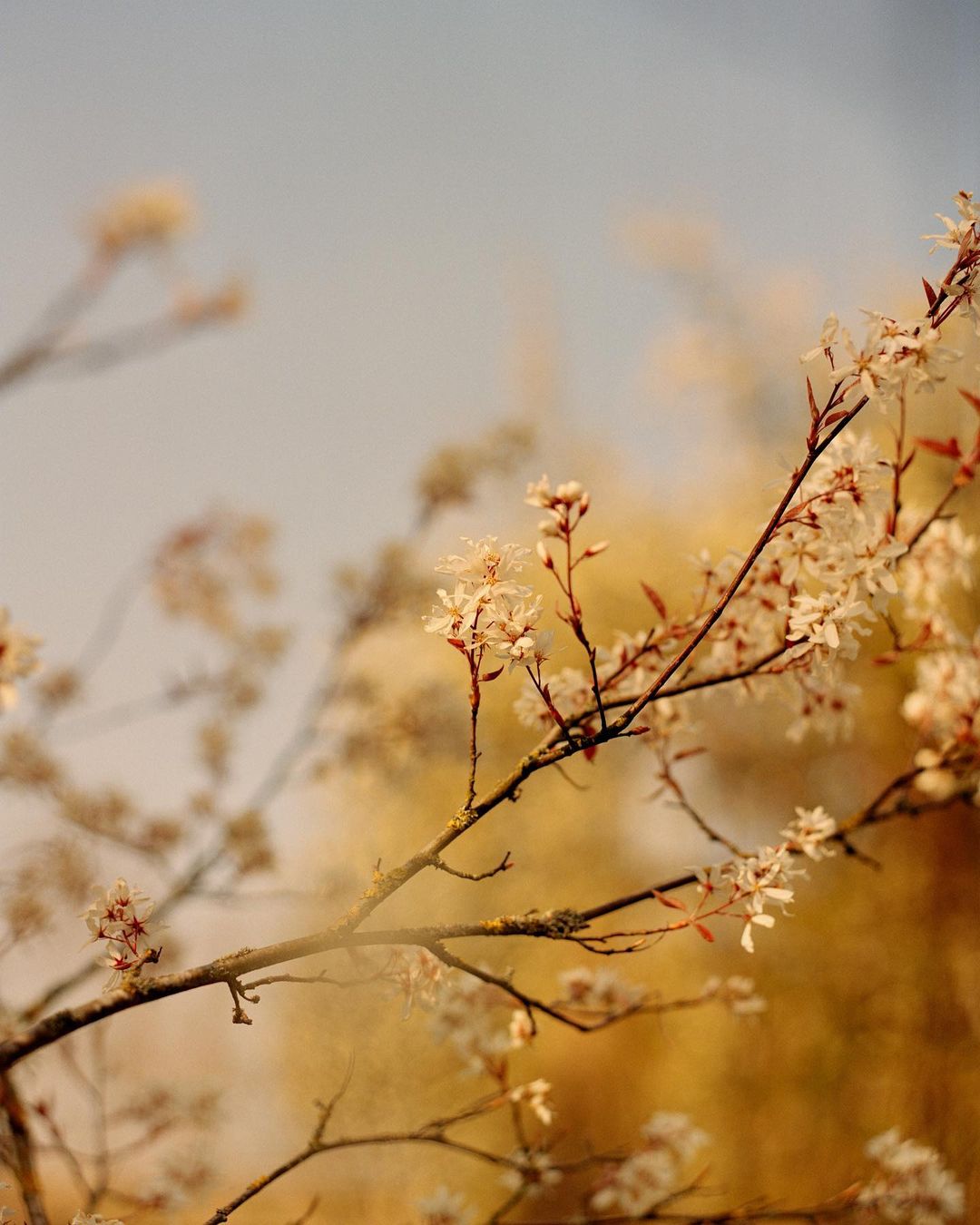 Close-up of flowering tree branches with small white blossoms against a soft blue and golden bokeh background, spring or summer bloom.