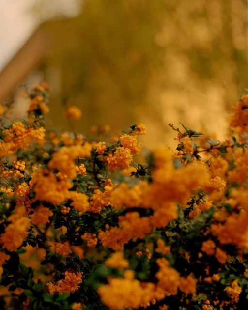 Close-up of golden barberry bush with small orange berries, its leaves providing a vibrant contrast, creating a warm and inviting scene.