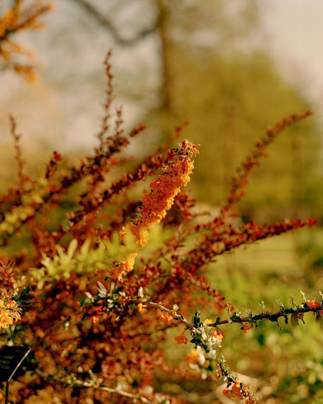 Close-up of a blossoming shrub with vibrant orange flowers and green leaves in a sunlit garden setting.