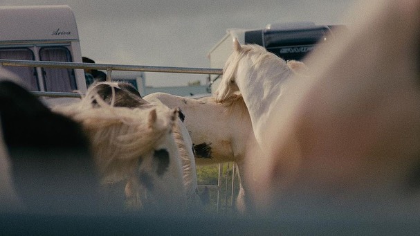 Horses in an outdoor setting near a trailer, under natural lighting. The image captures a rural scene with livestock.