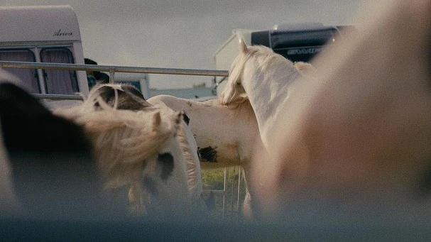 Horses in an outdoor setting near a trailer, under natural lighting. The image captures a rural scene with livestock. 