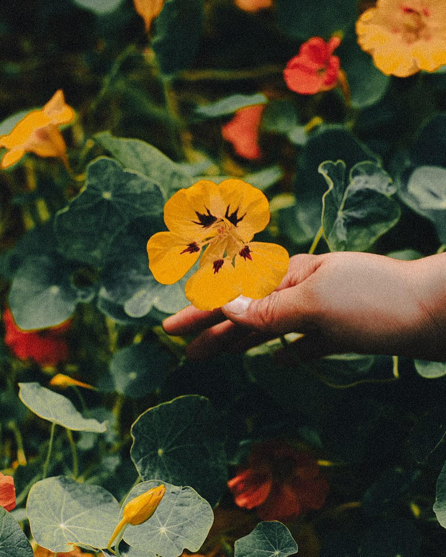 A close-up shot shows a person's hand gently holding a vibrant yellow flower, set against a backdrop of lush green foliage and other flowers.
