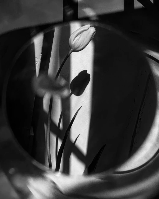 Monochrome photo of a white tulip in a glass vase with shadows, reflecting a minimalistic, elegant, and serene indoor ambiance.