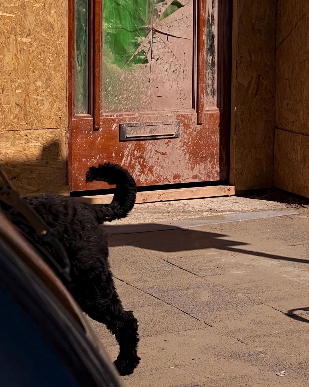 A black dog stands on a sidewalk next to a car near a weathered wooden door with broken glass and boarded-up siding on a sunny day.