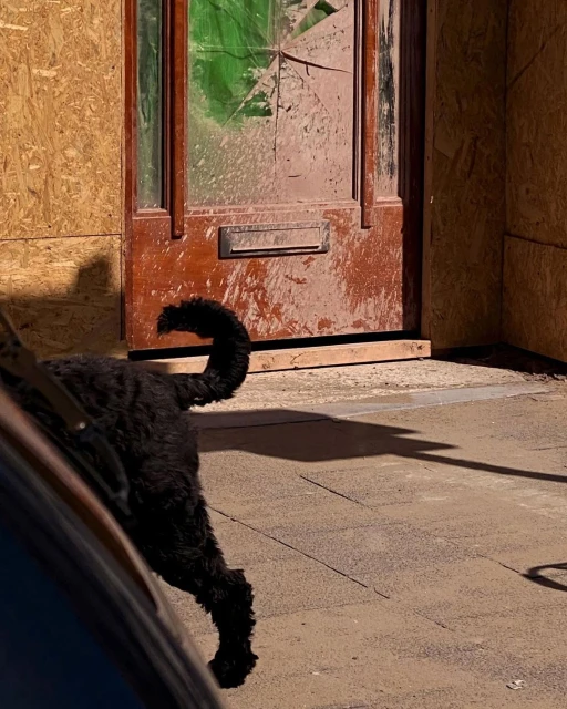 A black dog stands on a sidewalk next to a car near a weathered wooden door with broken glass and boarded-up siding on a sunny day.