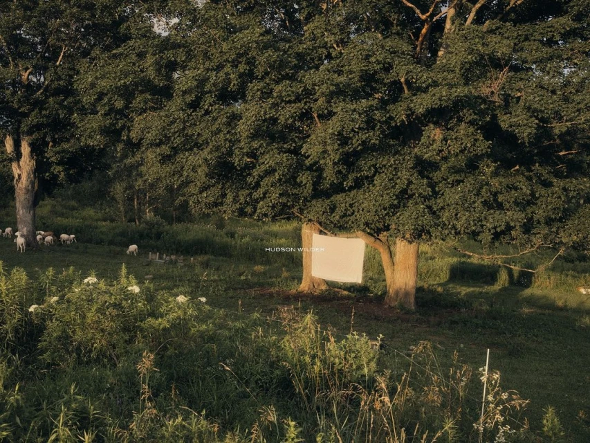 An idyllic pastoral scene featuring sheep grazing on a grassy field, framed by large trees with a white rectangle hanging from one.