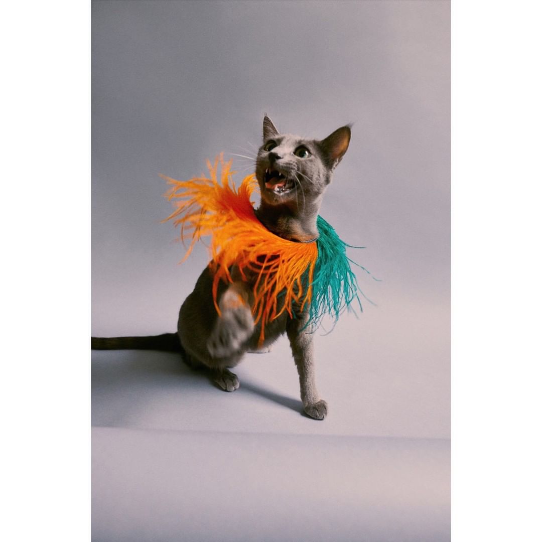 A grey cat with a feather boa around its neck poses in a studio, looking up and to the right with its mouth open.