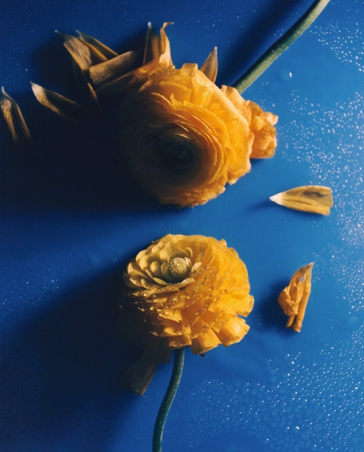 Floral still life featuring two yellow ranunculus flowers with green stems on a vivid blue background, creating a striking contrast.