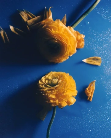 Floral still life featuring two yellow ranunculus flowers with green stems on a vivid blue background, creating a striking contrast.
