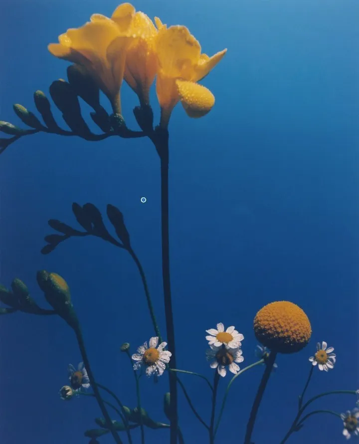 Floral arrangement featuring yellow freesias and white daisies set against a solid blue background in a studio-style composition.