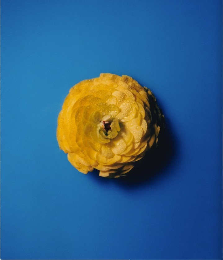 Macro photograph of a yellow ranunculus flower with water droplets against a vibrant blue background, showcasing its intricate petal structure.