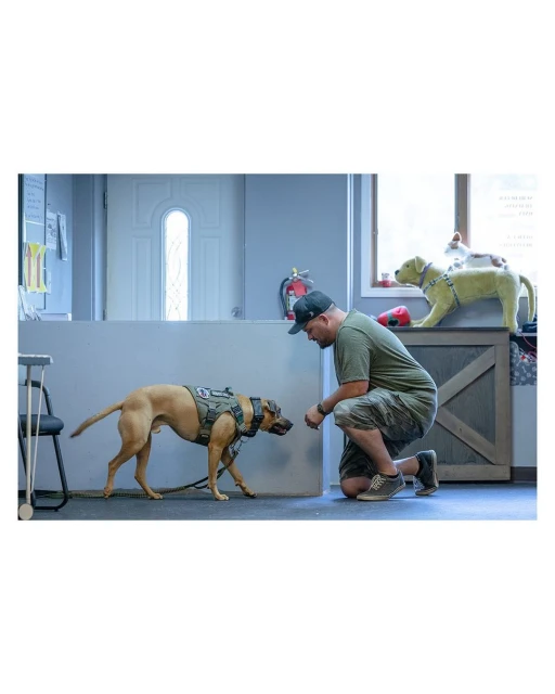 Tan-colored dog in a training vest with a man kneeling in front of it in an indoor setting with natural and artificial light.