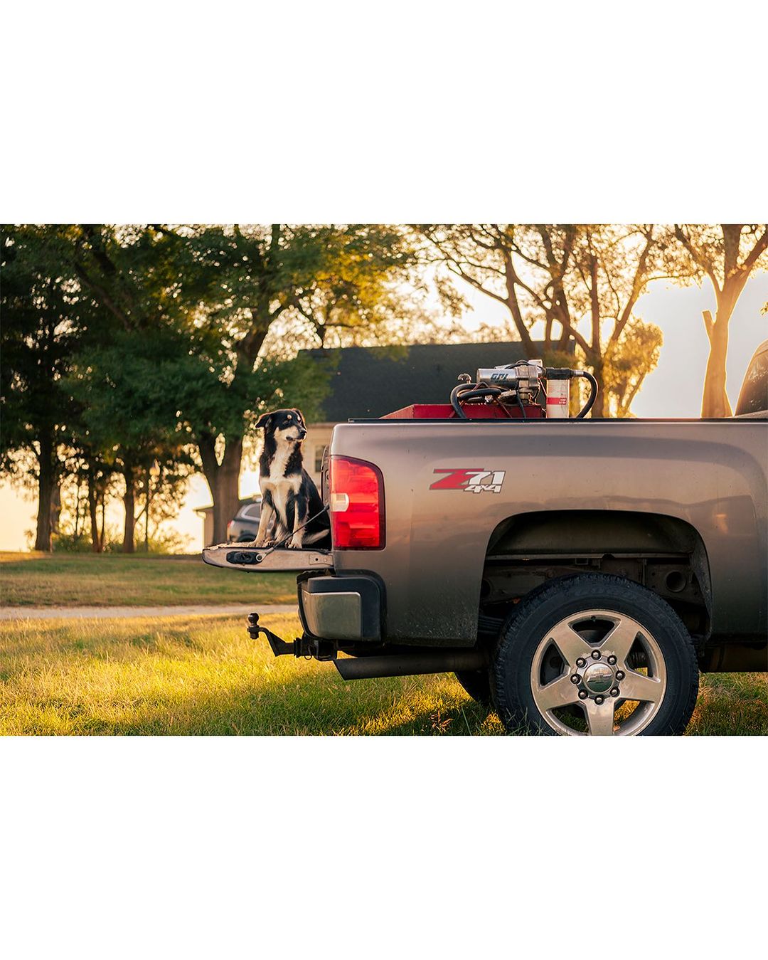 Dog sits on the open tailgate of a grey pickup truck in a rural setting with a house and trees visible during a sunny day.
