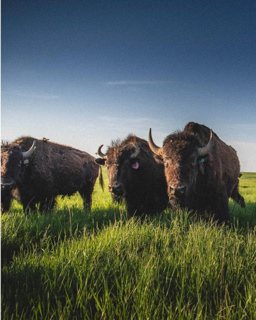 Three bison stand in a grassy field under a clear blue sky, with focus on their dark fur, horns, and the surrounding green vegetation.
