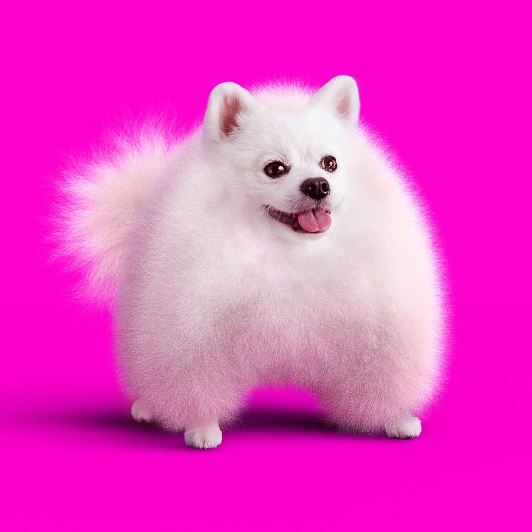 White fluffy dog stands against a vivid pink backdrop, showcasing its petite stature and plush fur in a studio setting.