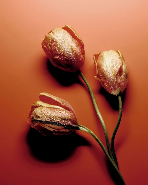 Three water droplet-covered tulips with green stems in a vertical portrait. The flowers are on a warm, reddish-orange background.