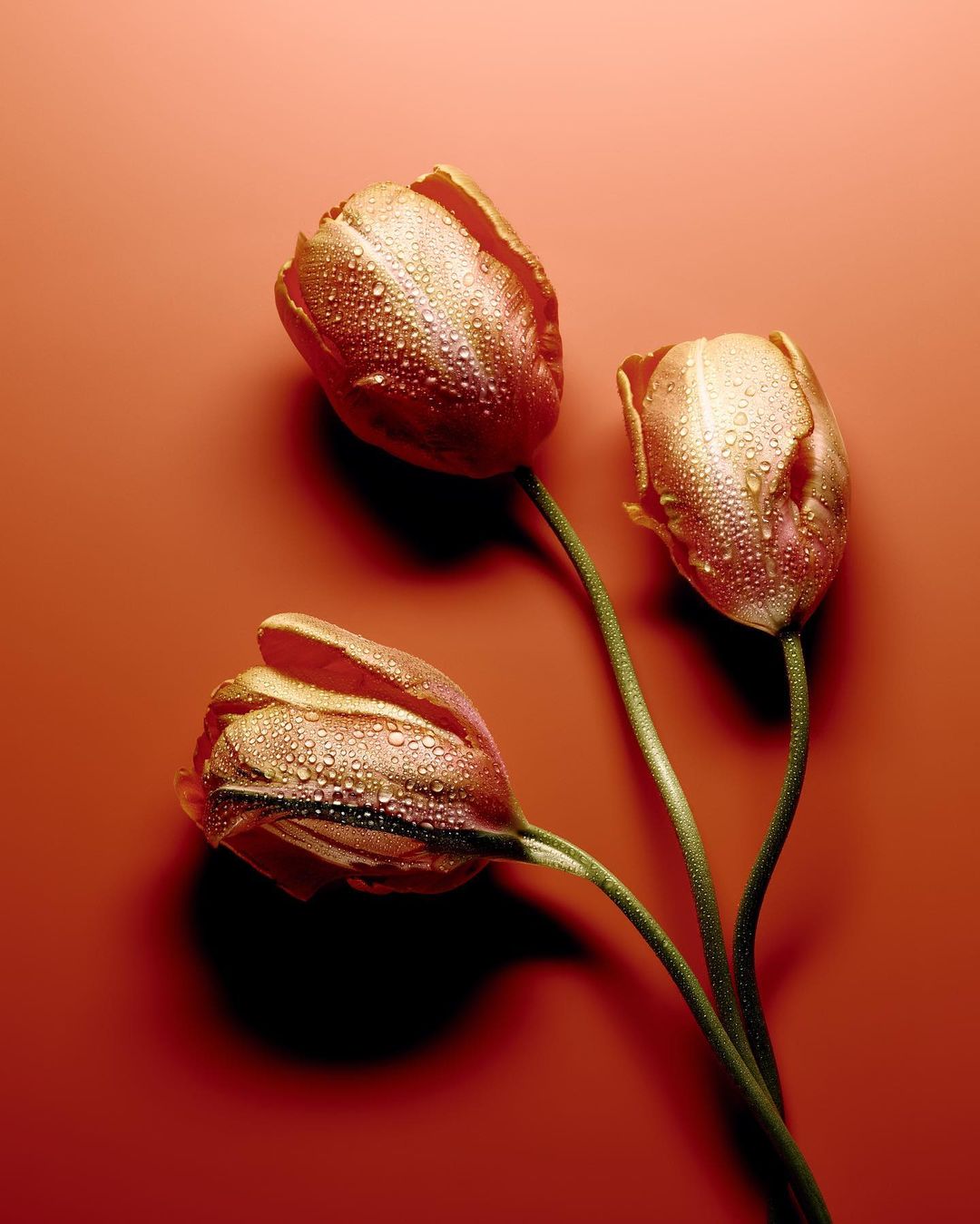Three golden tulips glisten with water droplets against a smooth terracotta background in this close-up, eye-level botanical studio shot.