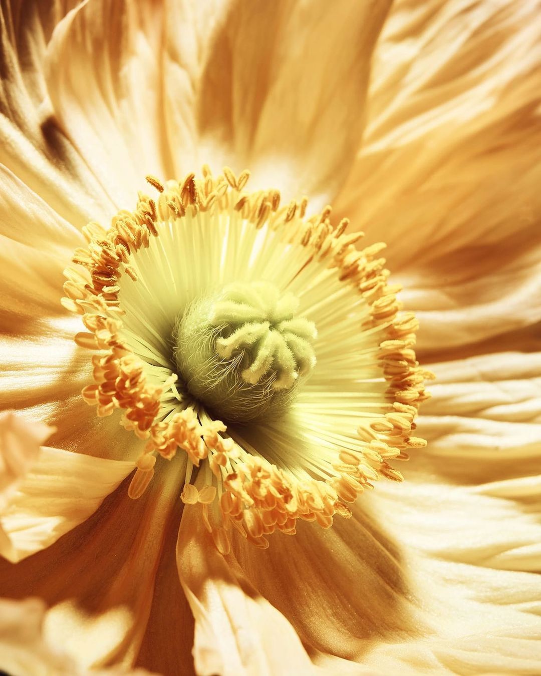 Close-up photograph capturing the intricate details of a golden-hued poppy flower, emphasizing its textures and organic patterns.