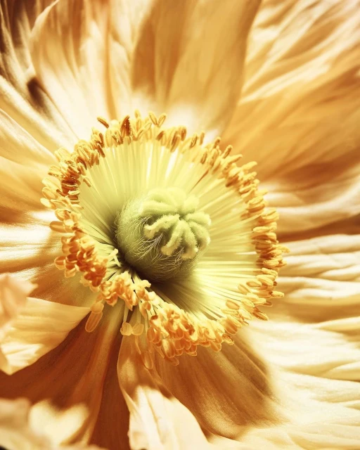 Close-up photograph capturing the intricate details of a golden-hued poppy flower, emphasizing its textures and organic patterns.