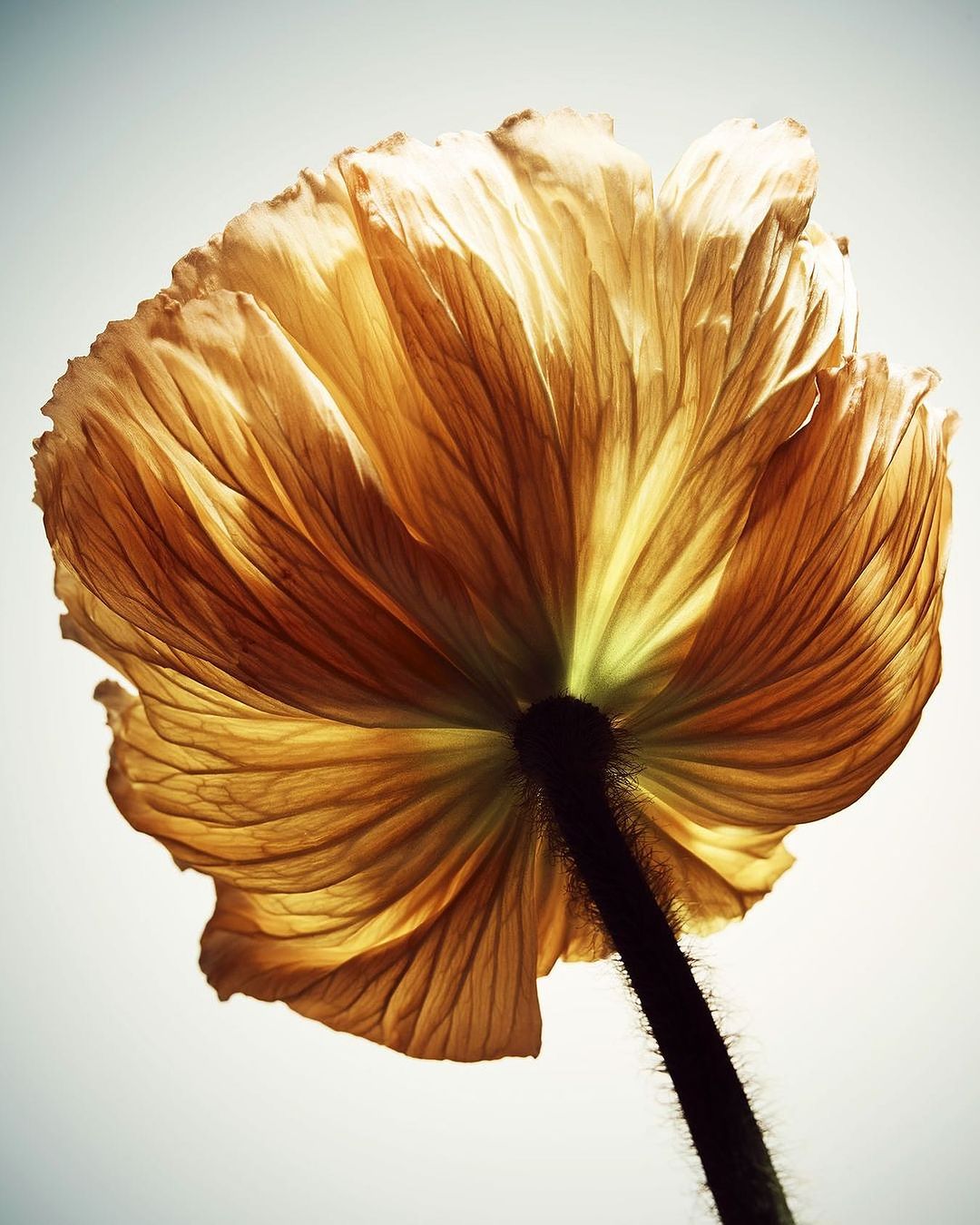 Macro photography of a translucent yellow flower with visible veins against a light background, showcasing its delicate petals and stem.