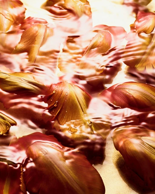 Close-up of tulip petals with water droplets, showcasing texture and warm colors in a visually striking floral composition.