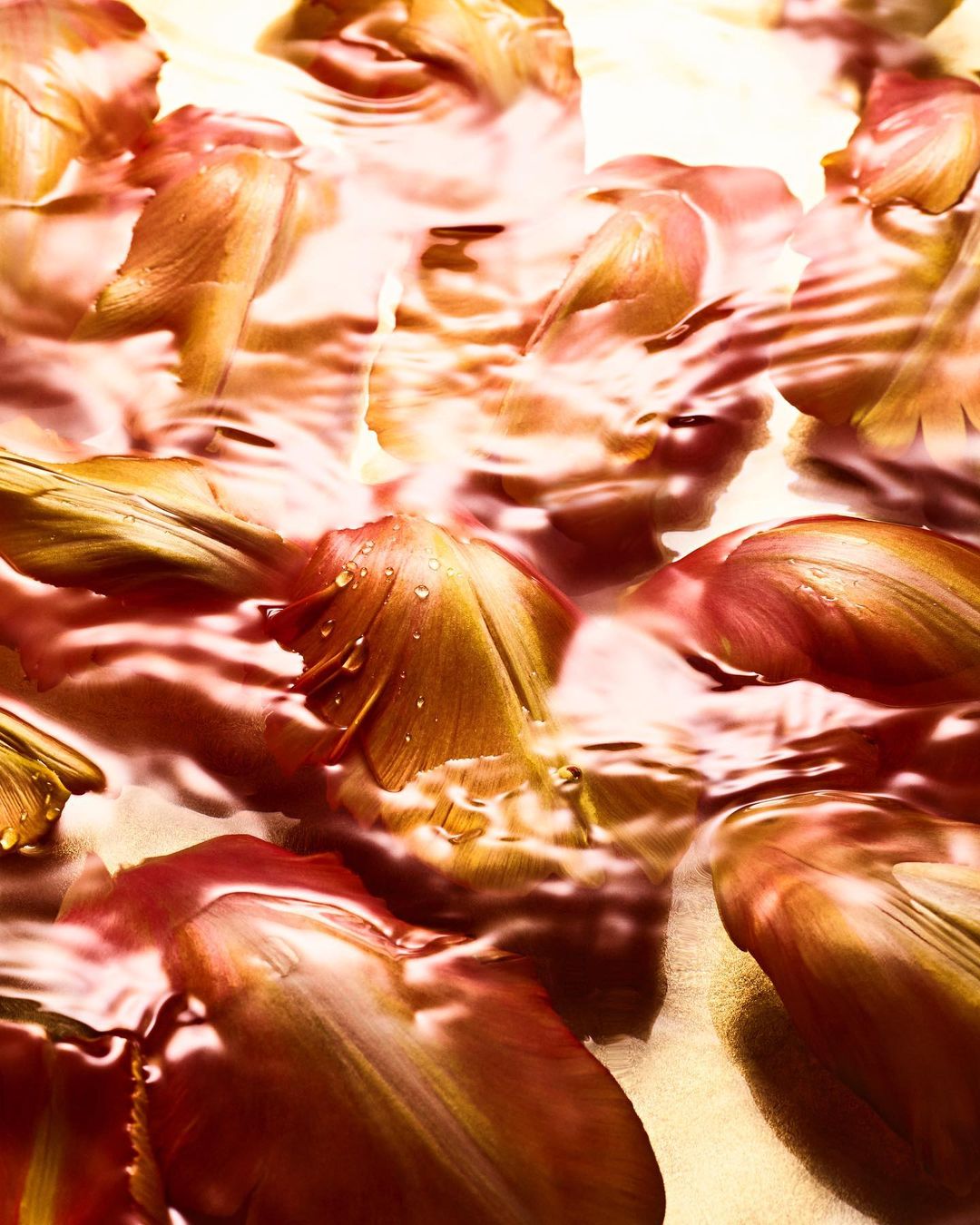 Close-up photography of water droplets on red and yellow tulip petals, creating a vibrant and refreshing floral abstract.
