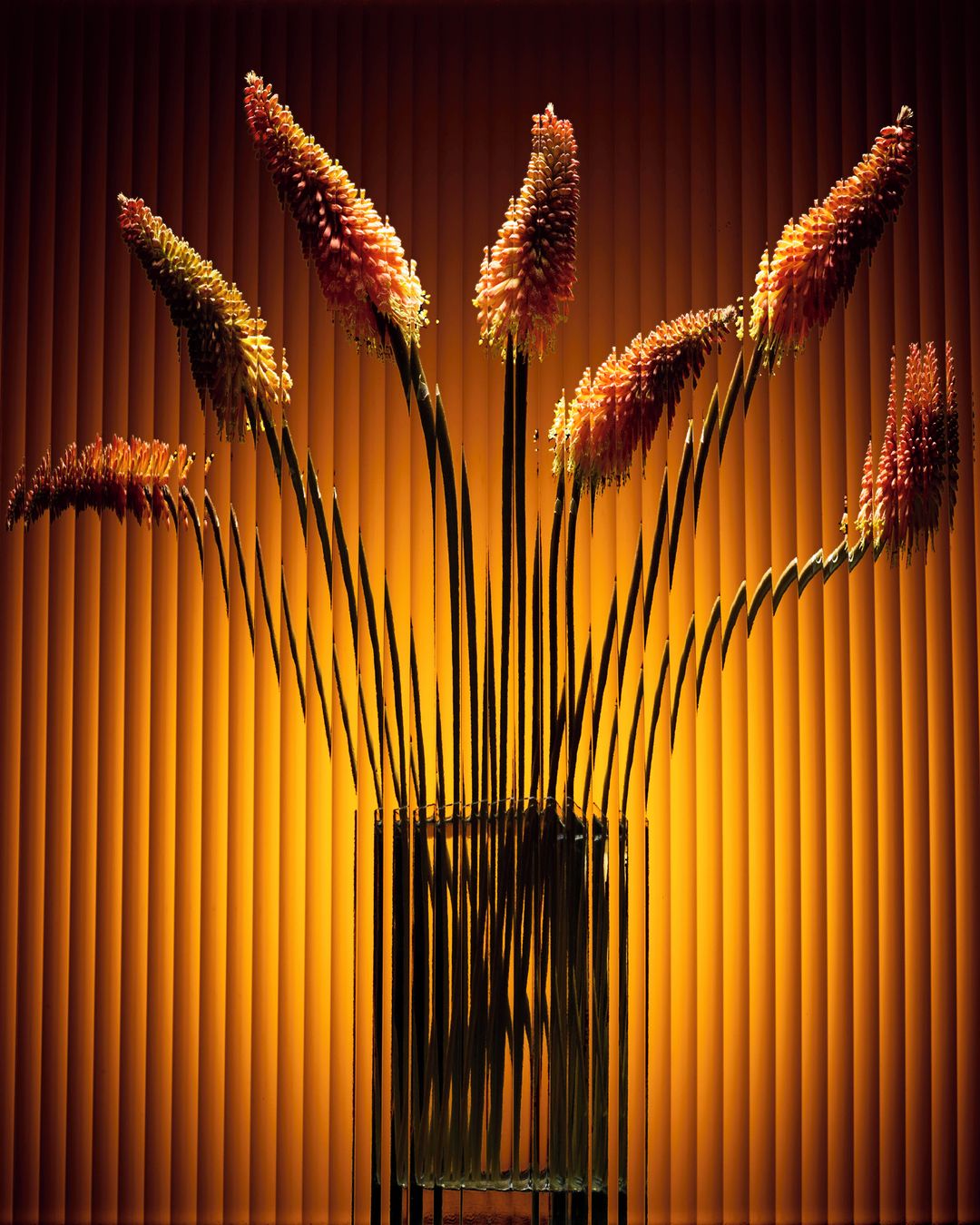 Arrangement of several Kniphofia flowers in a glass vase, lit with orange hues against a striped background.
