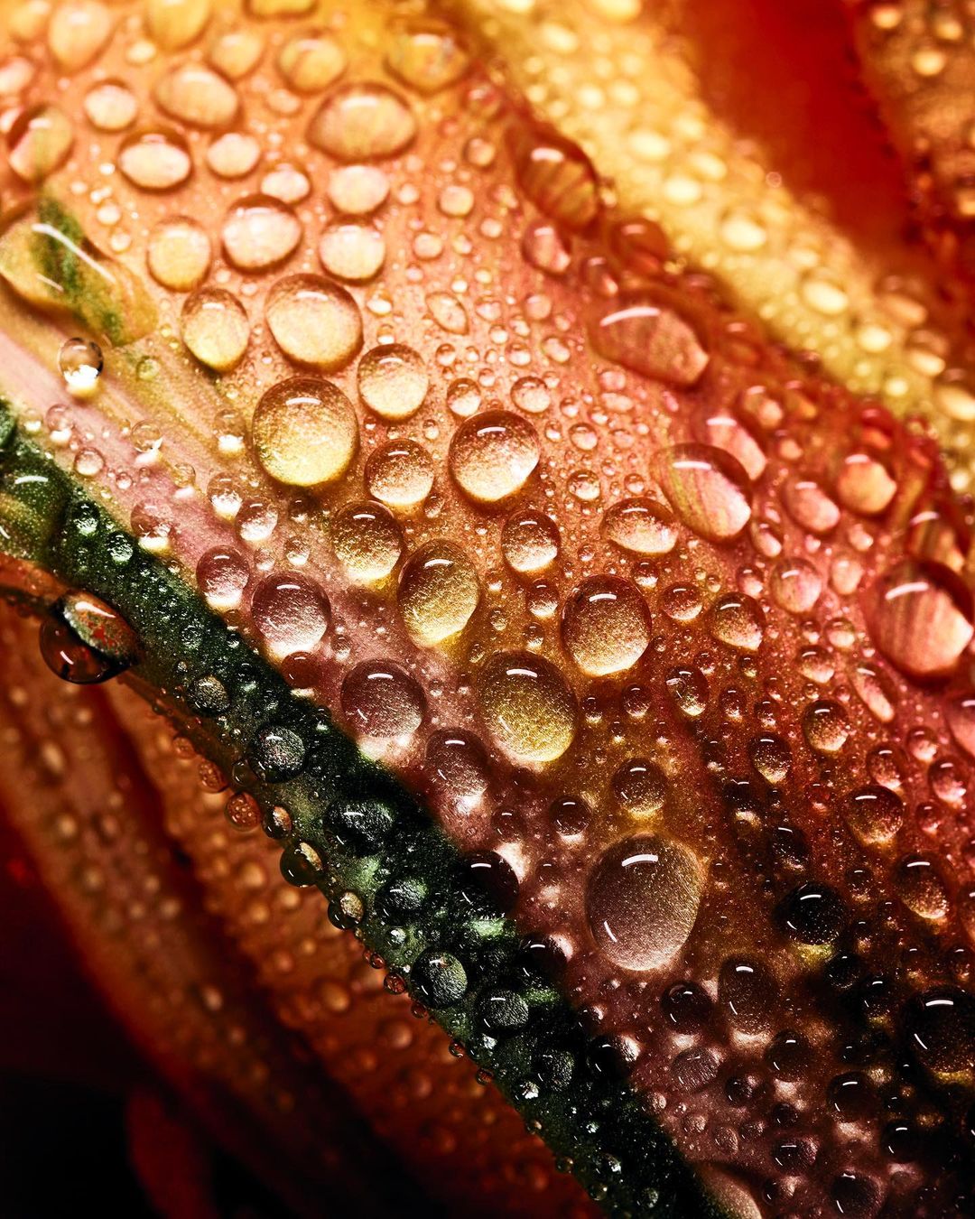Close-up photograph showcasing water droplets on a multicolored petal, highlighting the texture and details of the botanical subject.