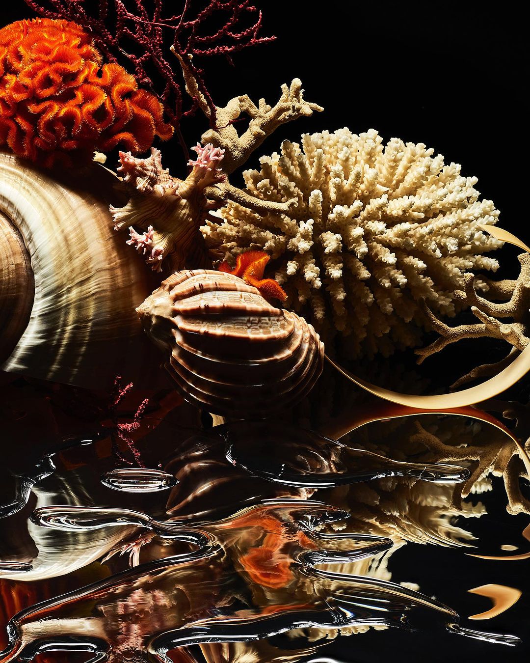 Still life photograph of seashells and coral in orange, white, and brown against a dark background, reflected in textured glass.