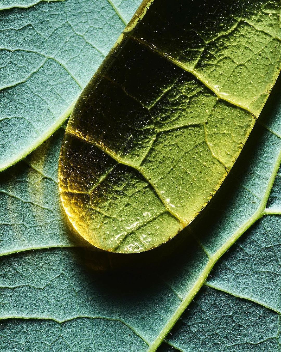 Close-up photo of a translucent yellow and green leaf sitting on top of a textured leaf with visible veins.
