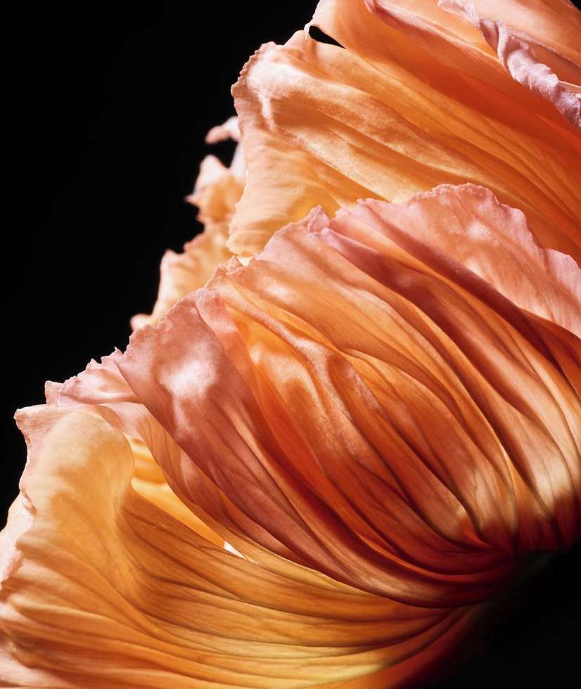 Close-up of a peach-colored flower with ruffled petals against a black background, highlighting its delicate textures and soft, diffused light.