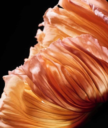 Close-up of a peach-colored flower with ruffled petals against a black background, highlighting its delicate textures and soft, diffused light.