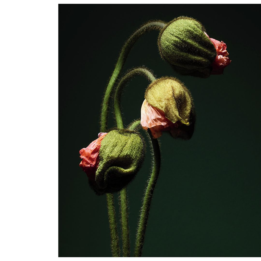 Three poppy flower buds with green sepals and delicate pink petals are captured in a close-up shot against a dark green backdrop.
