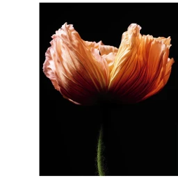 Close-up of a peach and coral poppy flower with delicate ruffled petals against a stark black background by Sebastien Coindre.