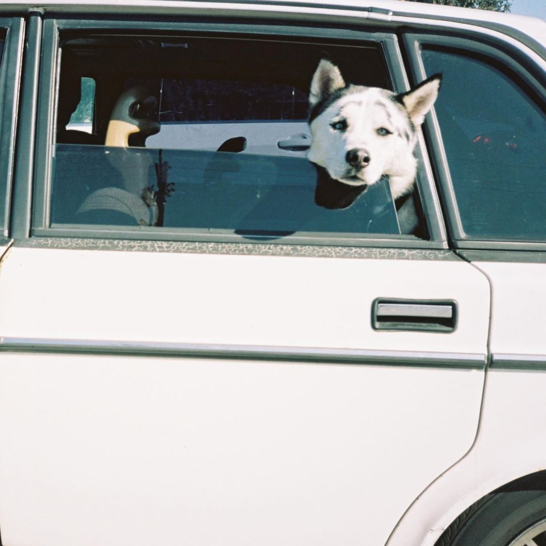A white husky dog with blue eyes peers out of the open back window of a vintage white car in a sunny outdoor setting.