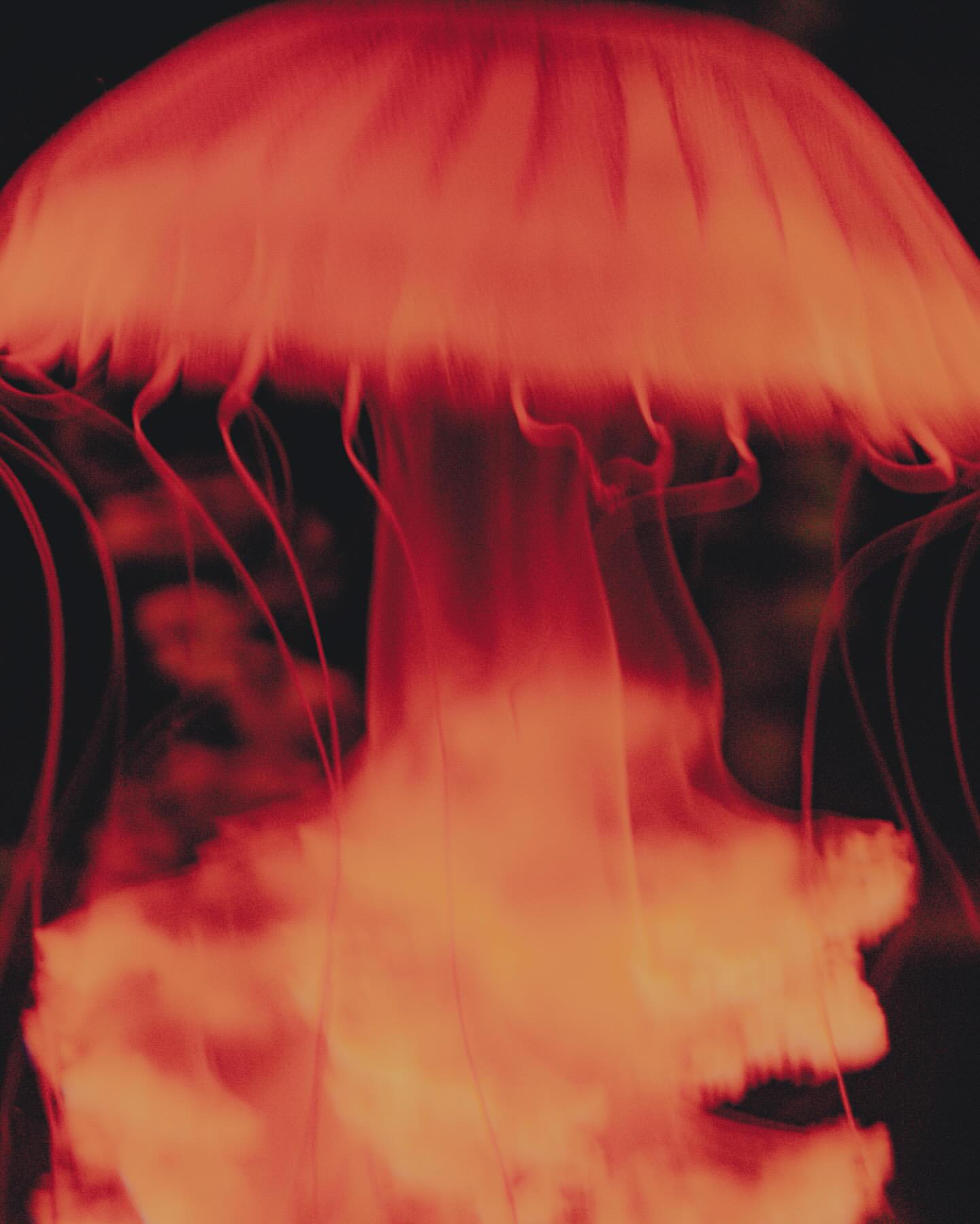 Close-up studio shot of a vibrant orange jellyfish with visible tentacles and translucent bell, set against a dark background.