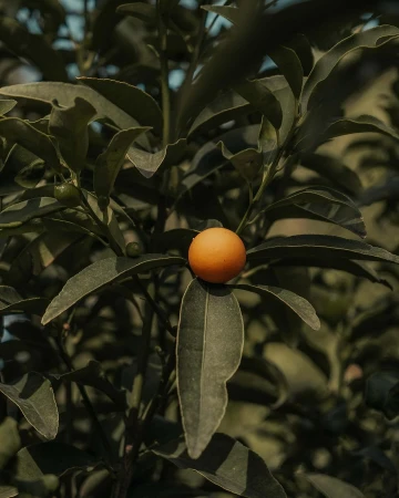 Single bright orange kumquat hanging amidst dense dark green leaves on a tree branch.