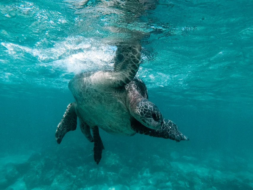 Underwater view of a sea turtle swimming in clear turquoise ocean water with a sandy bottom, creating a peaceful scene of marine life.