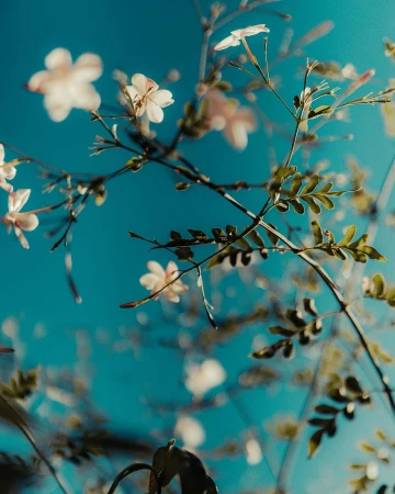 Low-angle view of white flowers and green leaves against a clear turquoise sky, creating a fresh, natural, and vibrant composition.