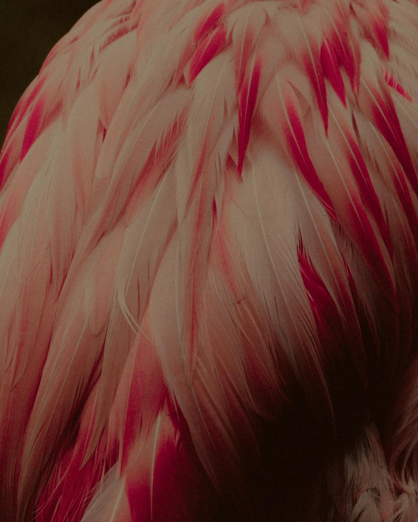 Close-up image of a flamingo's pink and white feathers, accented with bright red tips, creating a detailed textural composition.