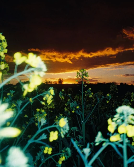 Scenic landscape featuring a field of yellow flowers under a dramatic sky with dark clouds and golden light at sunset, captured at dusk.